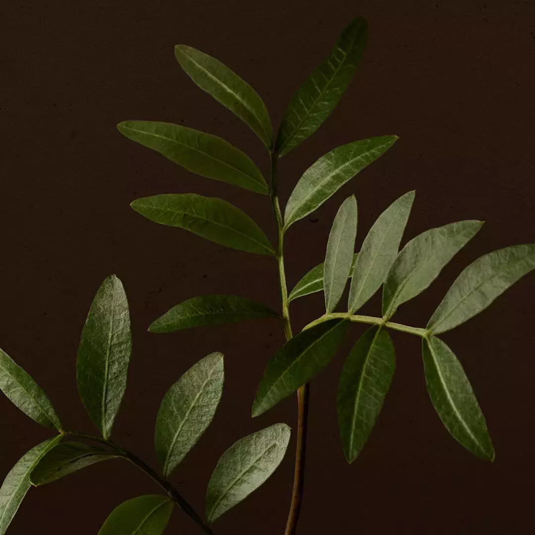 Close-up of leafy green branches against a dark brown background.