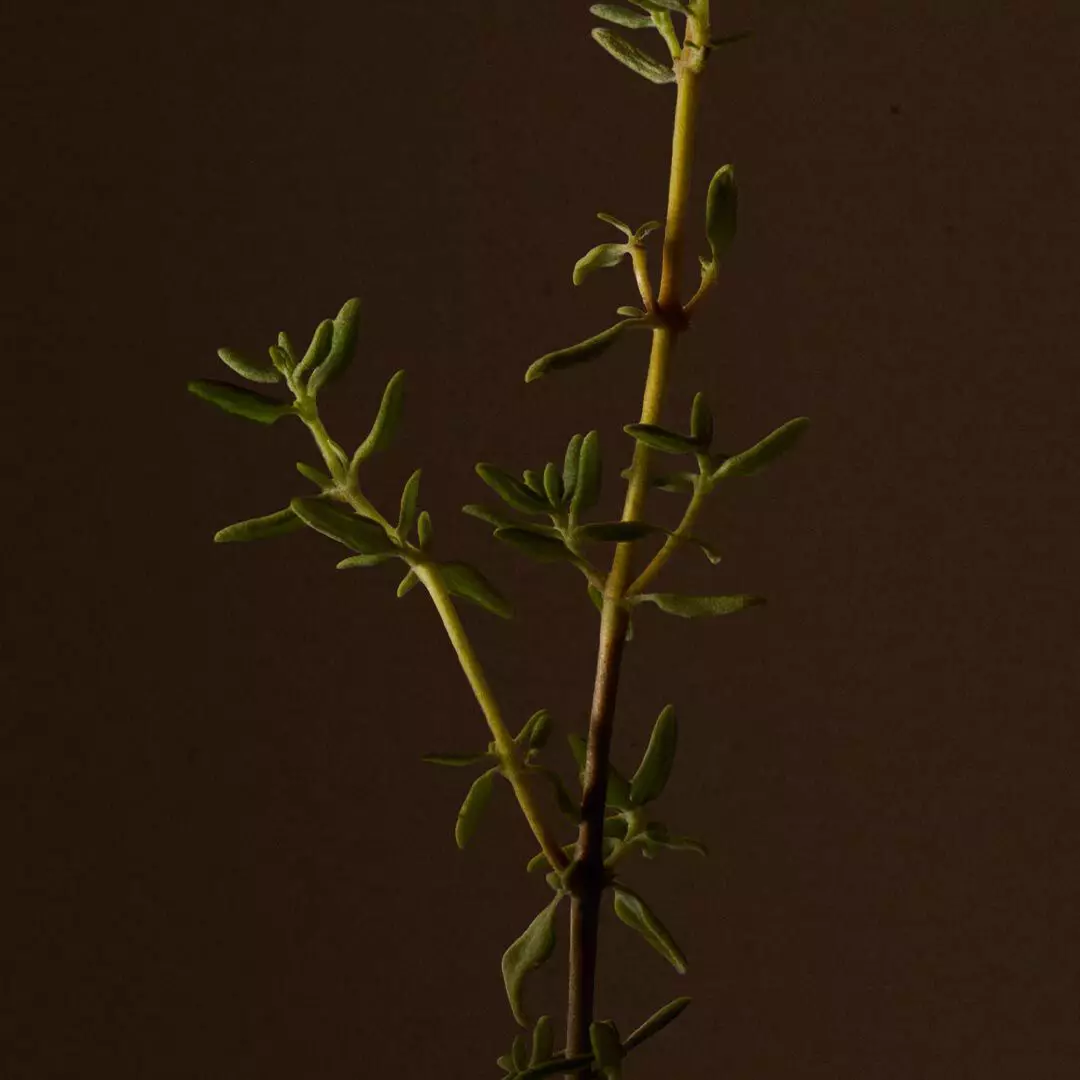 Close-up of a herb sprig with small green leaves against a dark background.