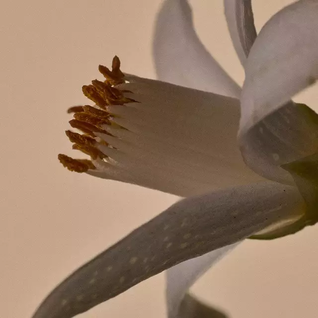 Neroli Blossom Image