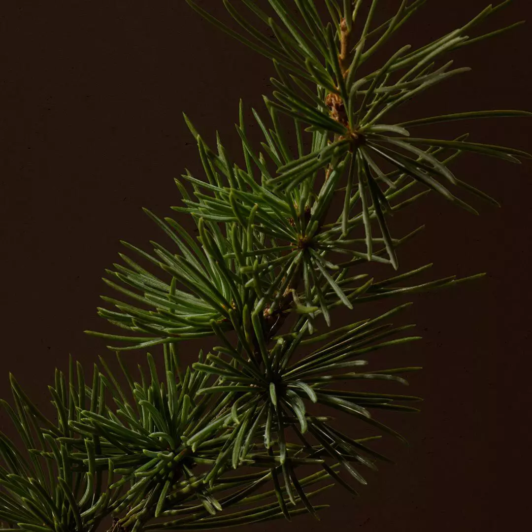 Close-up of a pine branch with green needles against a dark background.